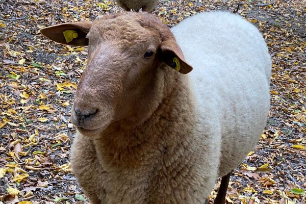 Weitere Tiere auf dem Hof