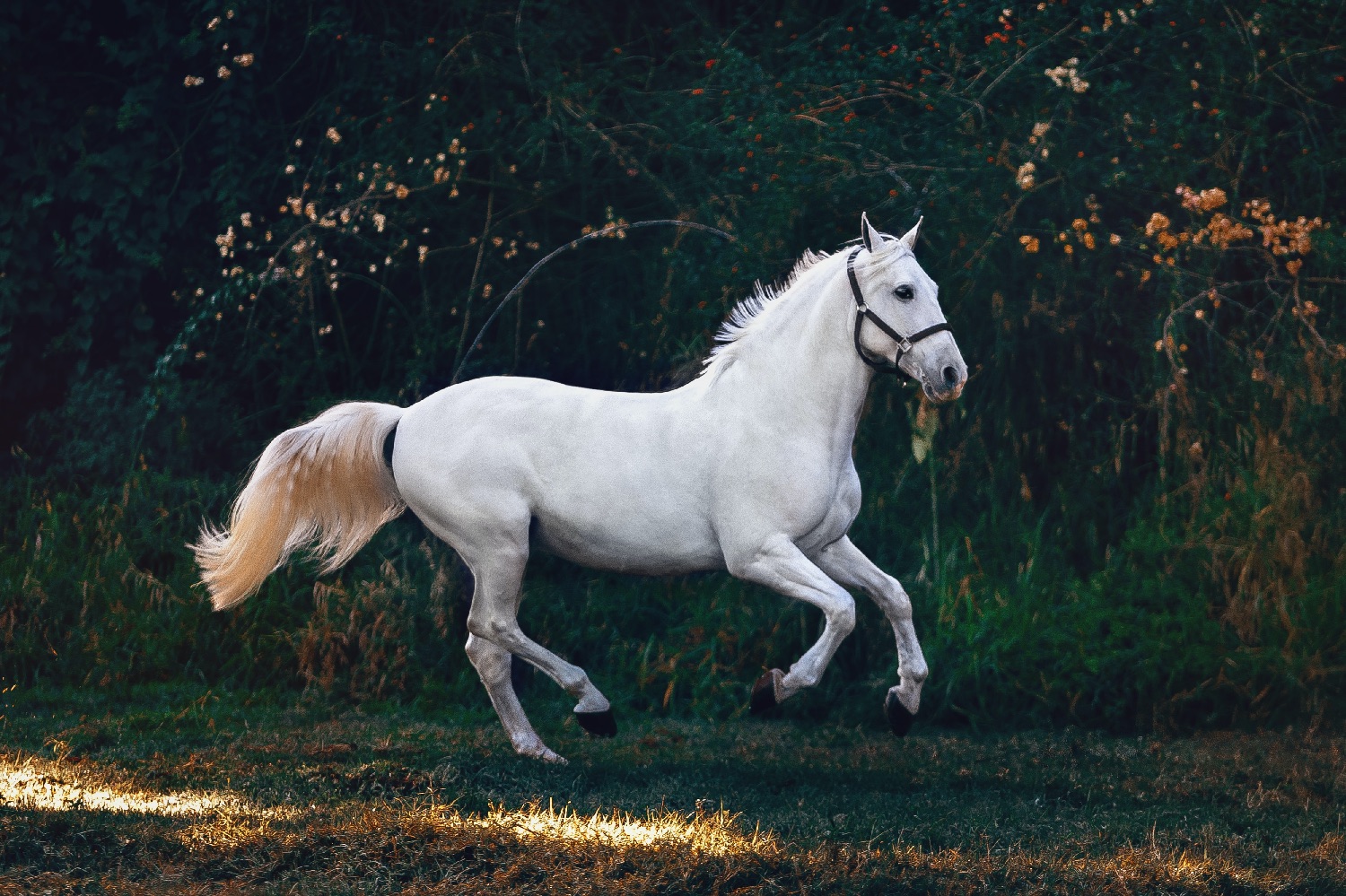Pferd in der Natur